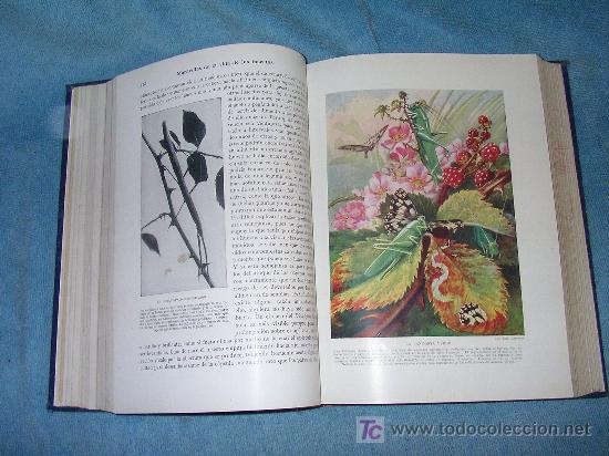 Libros de segunda mano: MARAVILLAS DE LA VIDA DE LOS INSECTOS - E.STEP - BELLAS LAMINAS ILUSTRADAS. - Foto 3