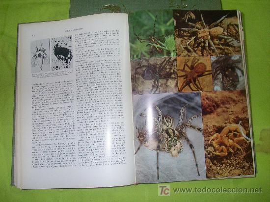 Libros de segunda mano: LA VIDA DE LOS ANIMALES - LEON BERTIN - BELLAMENTE ILUSTRADOS. - Foto 3