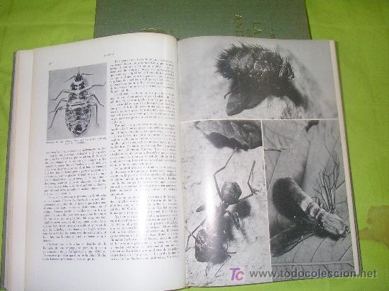 Libros de segunda mano: LA VIDA DE LOS ANIMALES - LEON BERTIN - BELLAMENTE ILUSTRADOS. - Foto 4