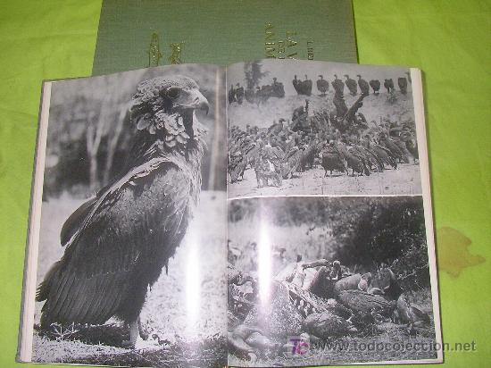 Libros de segunda mano: LA VIDA DE LOS ANIMALES - LEON BERTIN - BELLAMENTE ILUSTRADOS. - Foto 5