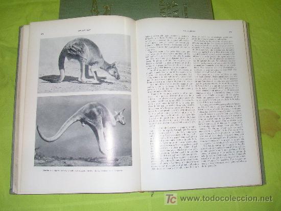 Libros de segunda mano: LA VIDA DE LOS ANIMALES - LEON BERTIN - BELLAMENTE ILUSTRADOS. - Foto 6
