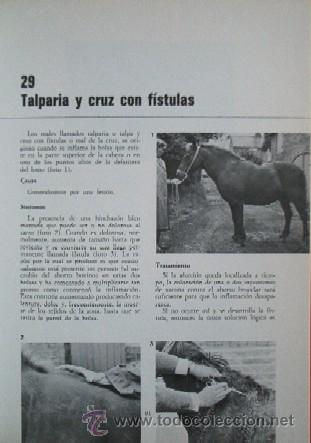 Libros de segunda mano: TODO SOBRE LOS CABALLOS - ED. FHER - Foto 5