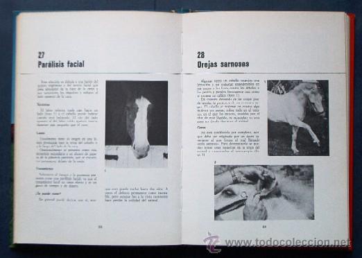 Libros de segunda mano: TODO SOBRE LOS CABALLOS - ED. FHER - Foto 6