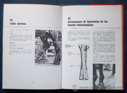Libros de segunda mano: TODO SOBRE LOS CABALLOS - ED. FHER - Foto 7