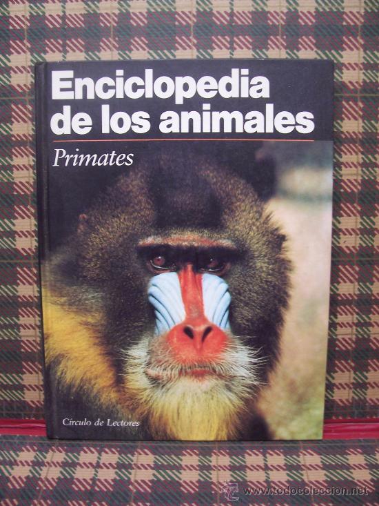 Libros de segunda mano: PRIMATES - 1991 - XAVIER PALAUS / VICTORIA TARRIDA, DIR. CIENTIF - ILUSTRADO - Foto 1