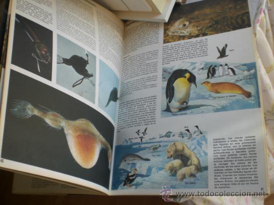 Libros de segunda mano: LOS OCEANOS - DAVID LAMBERT - Foto 2