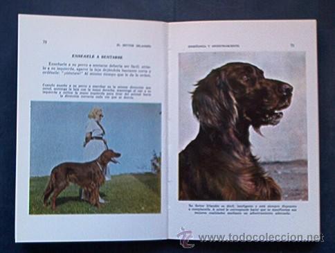 Libros de segunda mano: EL SETTER IRLANDES - Foto 6