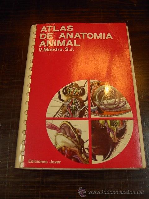 Libros de segunda mano: V. Muedra, Atlas de los estilos artisticos, Ed. Jover - Foto 1