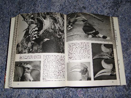 Libros de segunda mano: GRAN ENCICLOPEDIA ILUSTRADA DE LAS AVES - Foto 2