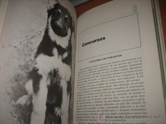Libros de segunda mano: COMO CRIAR EL PASTOR ALEMAN E.C.MANSFIELD SCHALK HISPANO EUROPEA 1991 - Foto 2