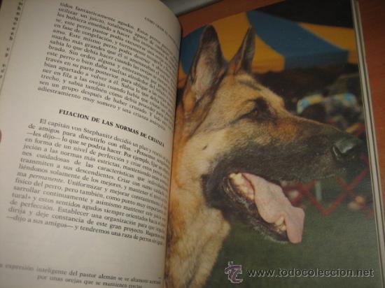 Libros de segunda mano: COMO CRIAR EL PASTOR ALEMAN E.C.MANSFIELD SCHALK HISPANO EUROPEA 1991 - Foto 3