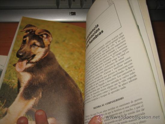 Libros de segunda mano: COMO CRIAR EL PASTOR ALEMAN E.C.MANSFIELD SCHALK HISPANO EUROPEA 1991 - Foto 4