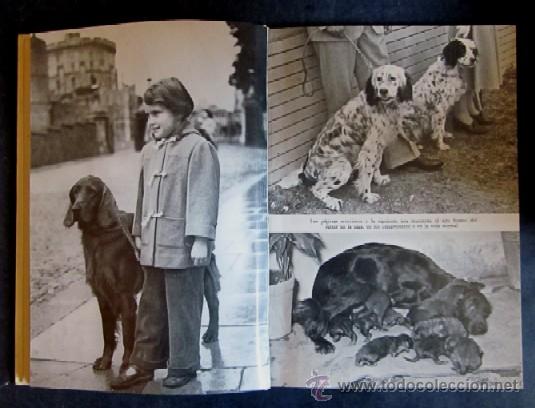 Libros de segunda mano: EL SETTER - Foto 4