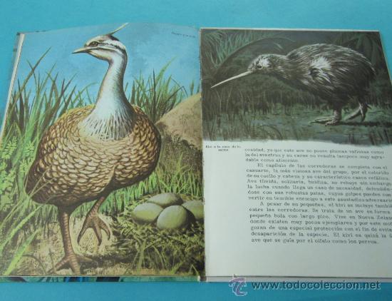 Libros de segunda mano: CONOCE LAS AVES. COLECCI&Oacute;N LIBROS CULTURALES - Foto 3