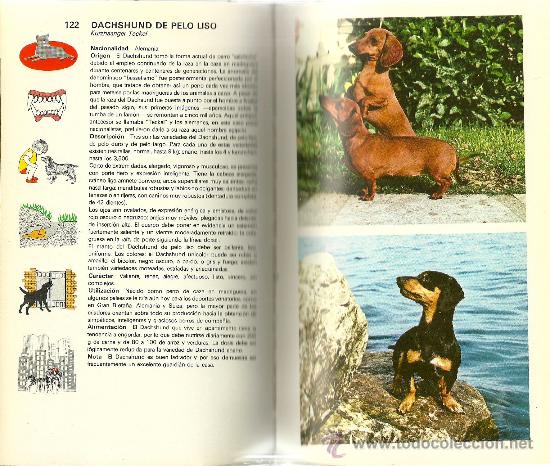 Libros de segunda mano: Gu&iacute;a de perros / Gino Pugnetti - Foto 3