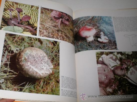 Libros de segunda mano: LAS SETAS - DOCUMENTAL EN COLOR - EDITORIAL TEIDE - INST. GEOGRAFICO DE AGOSTINI 1973 - Foto 5