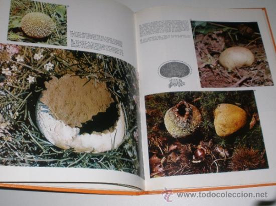 Libros de segunda mano: LAS SETAS - DOCUMENTAL EN COLOR - EDITORIAL TEIDE - INST. GEOGRAFICO DE AGOSTINI 1973 - Foto 6