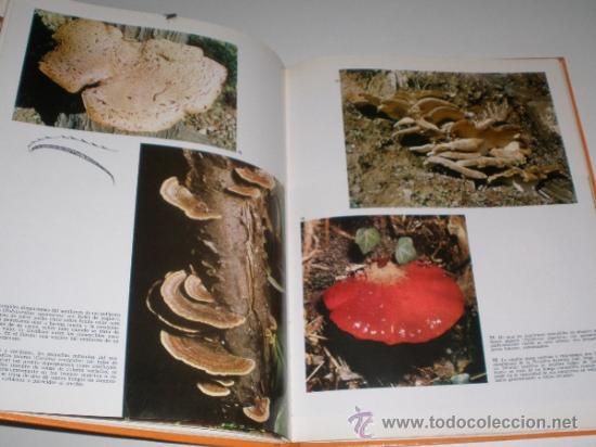 Libros de segunda mano: LAS SETAS - DOCUMENTAL EN COLOR - EDITORIAL TEIDE - INST. GEOGRAFICO DE AGOSTINI 1973 - Foto 7