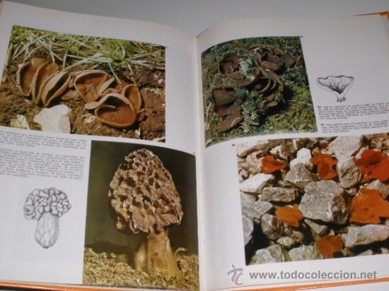 Libros de segunda mano: LAS SETAS - DOCUMENTAL EN COLOR - EDITORIAL TEIDE - INST. GEOGRAFICO DE AGOSTINI 1973 - Foto 8