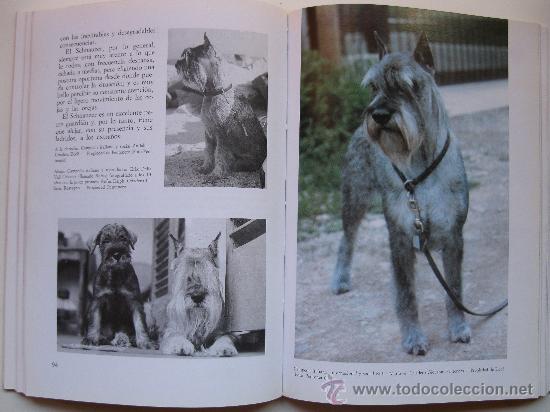 Libros de segunda mano: &rdquo;LOS SCHNAUZER&rdquo; - FABRIZIO BONANNO - EDITORIAL DE VECCHI - A&Ntilde;O 1997. - Foto 2
