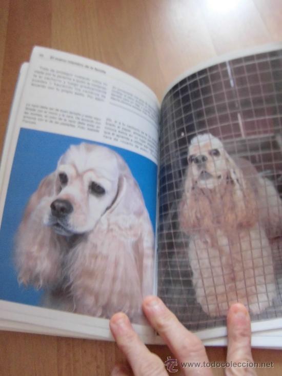 Libros de segunda mano: EL COCKER SPANIEL BART KING EDITORIAL HISPANO EUROPEA 1994 - Foto 3