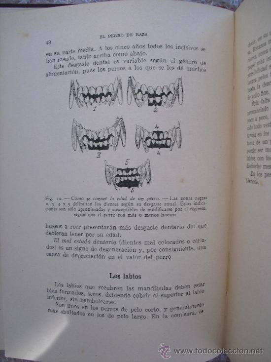 Libros de segunda mano: El perro de raza. Bommier, R. Dr. - Foto 3