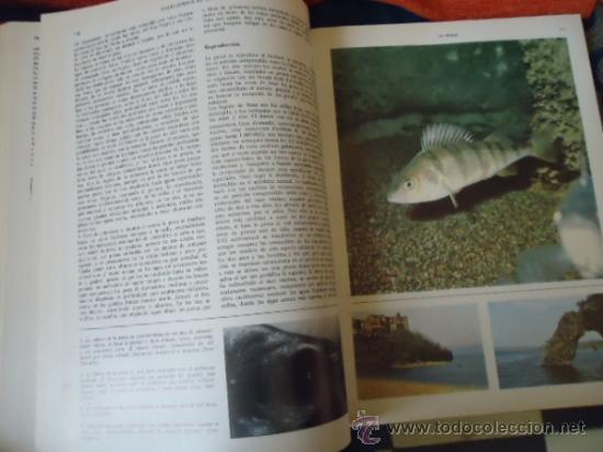 Libros de segunda mano: ENCICLOPEDIA DE LA PESCA - BERGARA 2 TOMOS - COMPLETO - 1967 - Foto 3