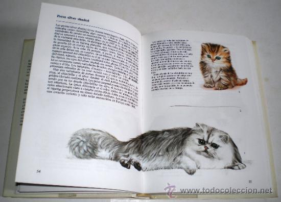 Libros de segunda mano: ALBERT PINTERA: GATOS. - Foto 2
