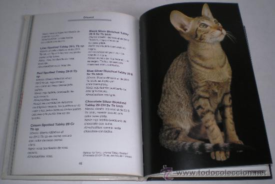Libros de segunda mano: MAIA BELTRAME: CR&Iacute;E Y CONOZCA A SU GATO SIAM&Eacute;S Y ORIENTAL. - Foto 2