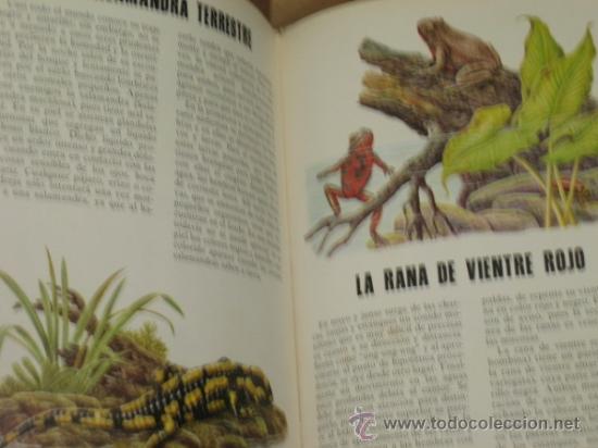 Libros de segunda mano: CONOCE LOS PECES ANFIBIOS E INSECTOS - FHER - Foto 3