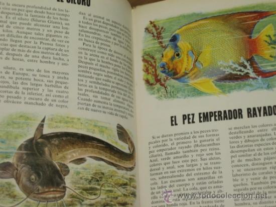 Libros de segunda mano: CONOCE LOS PECES ANFIBIOS E INSECTOS - FHER - Foto 2