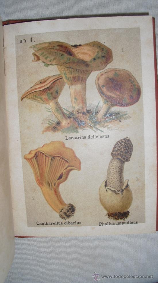 Libros de segunda mano: Hongos comestibles y venenosos. L&aacute;zaro e Ibiza, Blas - Foto 2