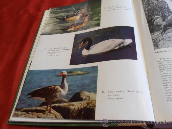 Libros de segunda mano: EL MUNDO DE LA NATURALEZA- LAS AVES - Foto 10