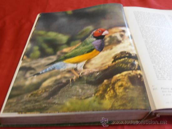 Libros de segunda mano: EL MUNDO DE LA NATURALEZA- LAS AVES - Foto 12