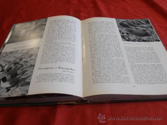 Libros de segunda mano: EL MUNDO DE LA NATURALEZA- LAS AVES - Foto 14