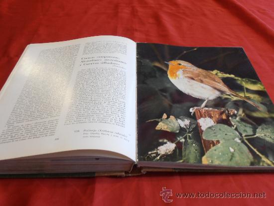 Libros de segunda mano: EL MUNDO DE LA NATURALEZA- LAS AVES - Foto 15