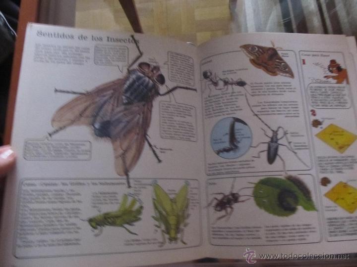 Libros de segunda mano: LIBRO PLESA SM LA SENDA DE LA NATURALEZA INSECTOS DIFICIL - Foto 2