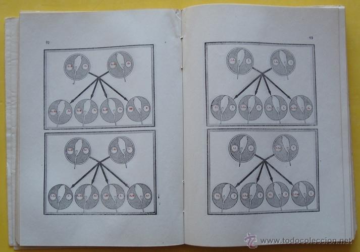 Libros de segunda mano: LIBRO EL PERIQUITO ANTONIO Y JUAN GARAU - Foto 10