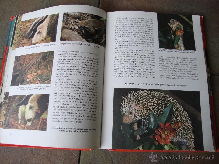 Libros de segunda mano: LIBRO MARAVILLAS DE LA SELVA WALT DISNEY 1966 - Foto 2