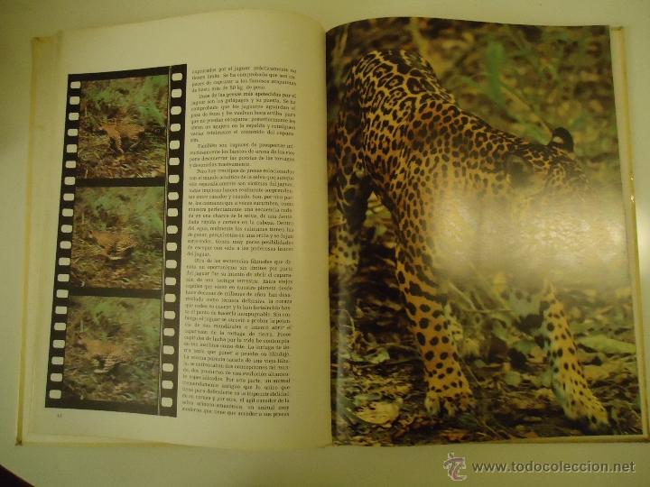 Libros de segunda mano: El Mundo Del Jaguar - Foto 2