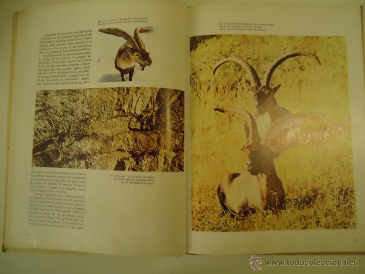 Libros de segunda mano: El Macho Montes - Foto 2