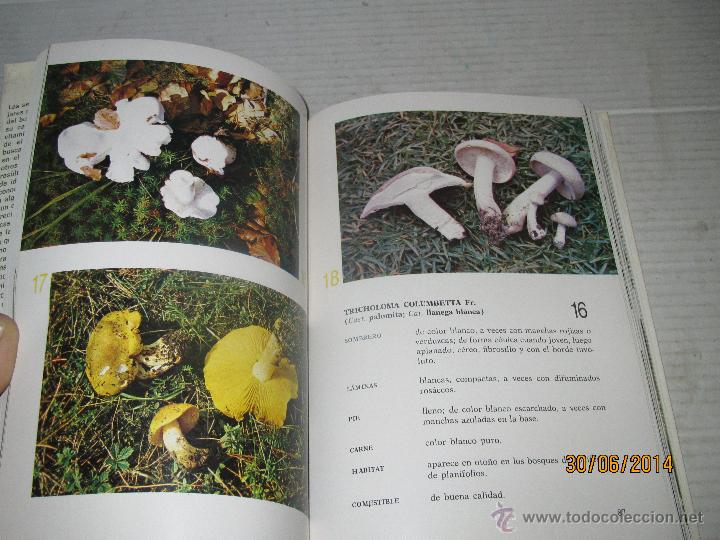 Libros de segunda mano: EL GRAN LIBRO DE LAS SETAS Dr. Pedro Luis Viani  - Editorial  de Vecchi - A&ntilde;o 1975 - Foto 8
