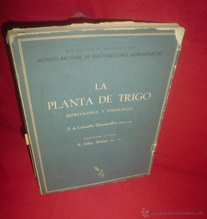 Libros de segunda mano: F. DE CARVALHO VASCONCELLOS: LA PLANTA DE TRIGO. MORFOLOG&Iacute;A Y FISIOLOG&Iacute;A