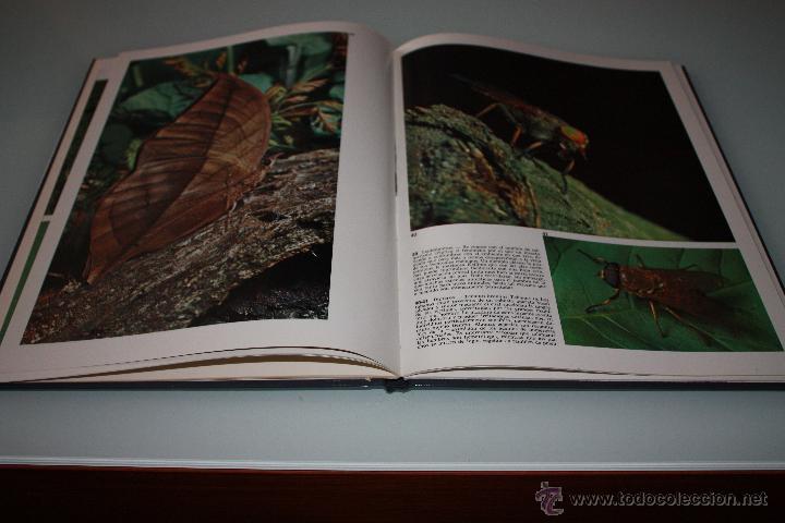Libros de segunda mano: El Mundo de Los Insectos - Documental en Color - A&ntilde;o 1973 - Teide - Foto 2