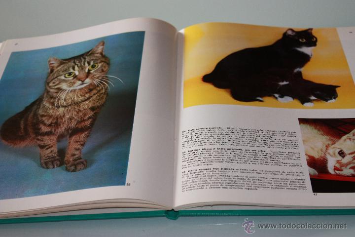 Libros de segunda mano: Los Gatos - Documental En Color - Editorial Teide - A&ntilde;o 1972 - Foto 2