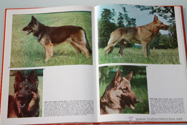 Libros de segunda mano: Los Perros - Documental En Color - A&ntilde;o 1972 - Editorial Teide - Foto 2