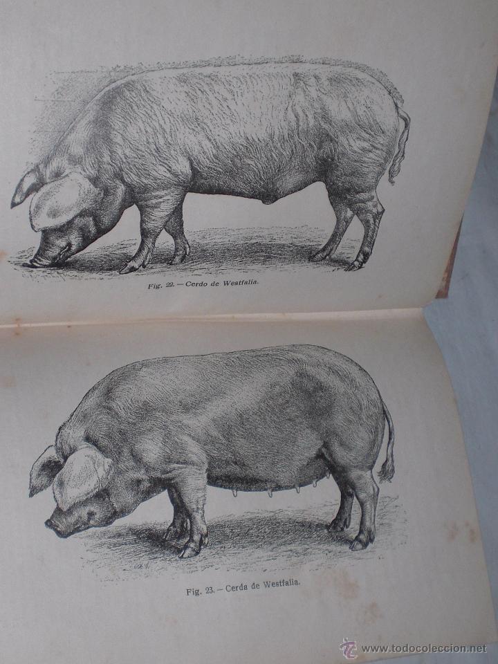Libros de segunda mano: la cria del cerdo zxy - Foto 4