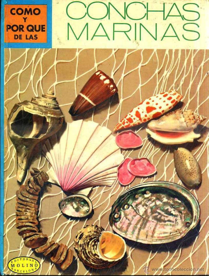 Libros de segunda mano: MOLINO : C&Oacute;MO Y POR QU&Eacute; DE LAS CONCHAS MARINAS (1973) - Foto 1