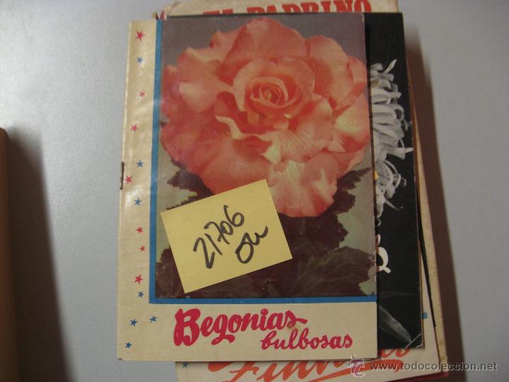 begonias bulbosas colección kanda la flor de la - Compra venta en  todocoleccion