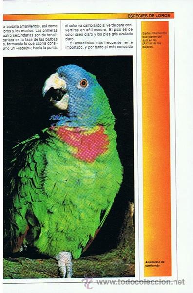Libros de segunda mano: EL MUNDO DE LOS LOROS JAMES THOMPSON - Foto 2